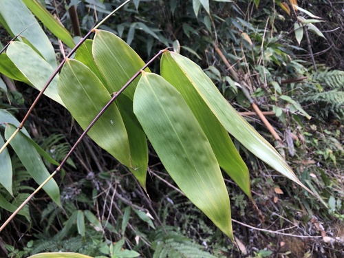 Cephalostachyum latifolium — photo