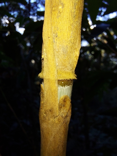 Cephalostachyum latifolium