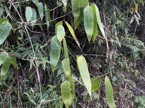 Cephalostachyum latifolium — photo