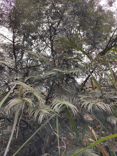 Cephalotaxus fortunei (Fortune plum yew) — photo