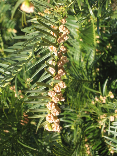 Cephalotaxus fortunei