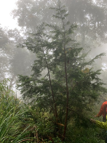 Cephalotaxus harringtonii (Japanese Plum Yew) — photo