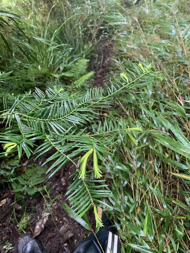 Cephalotaxus harringtonii (Japanese Plum Yew) — photo