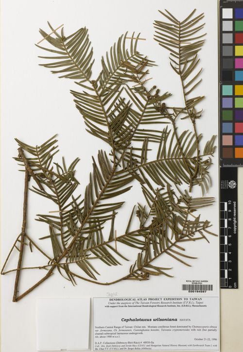 Cephalotaxus harringtonii var. wilsoniana
