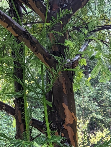 Cephalotaxus lanceolata (Yunnan plum yew) — photo