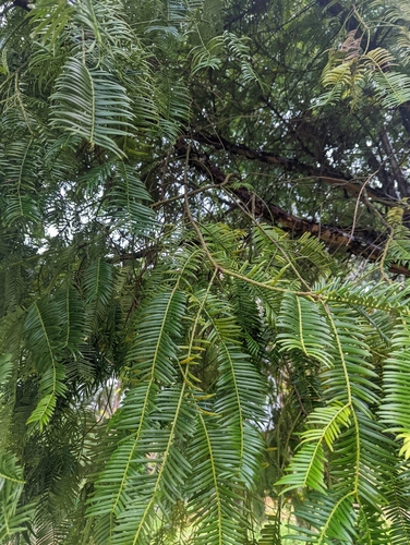 Cephalotaxus lanceolata (Yunnan plum yew) — photo