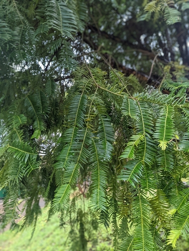 Cephalotaxus lanceolata