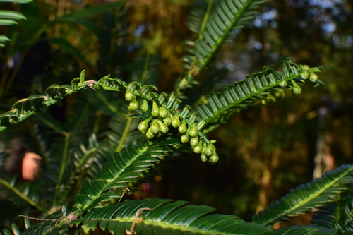 Cephalotaxus oliveri — photo