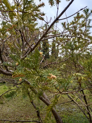 Cephalotaxus oliveri