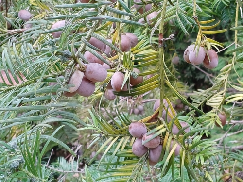 Cephalotaxus sinensis