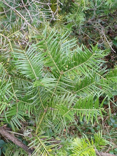 Cephalotaxus sinensis (Chinese plum yew) — photo