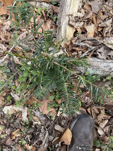 Cephalotaxus sinensis (Chinese plum yew) — photo