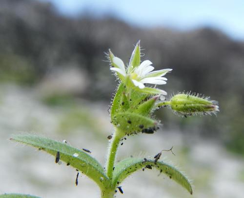 Cerastium capense — photo