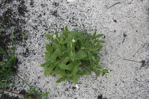 Cerastium capense — photo