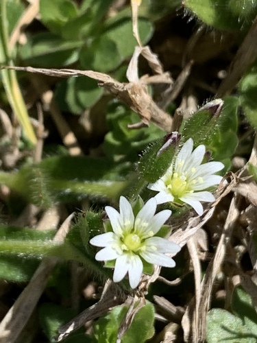 Cerastium capense