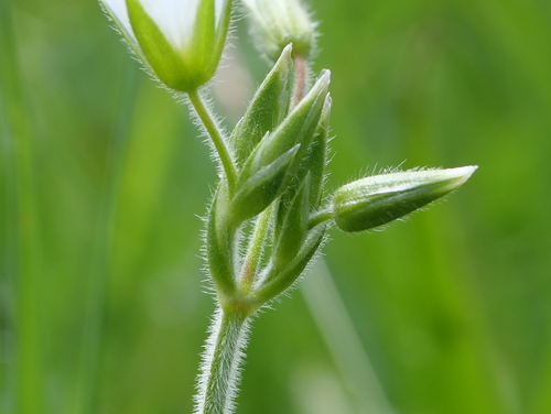 Cerastium fontanum subsp. triviale (Chickweed) — photo