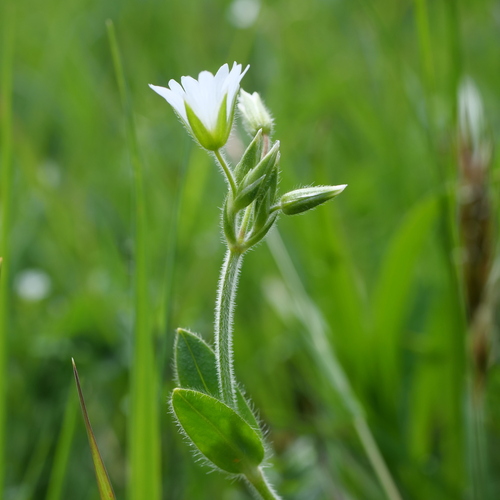 Cerastium fontanum subsp. triviale (Chickweed) — photo