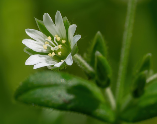 Cerastium fontanum subsp. triviale