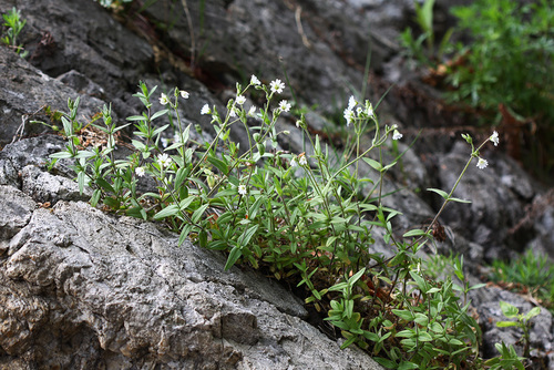 Cerastium furcatum (Yuan mao juan er) — photo