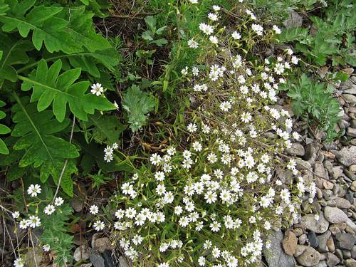 Cerastium furcatum (Yuan mao juan er) — photo