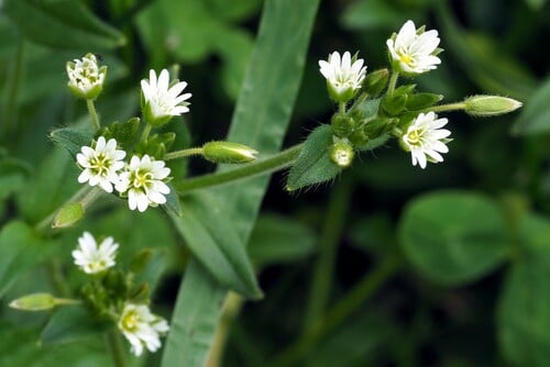 Cerastium holosteoides