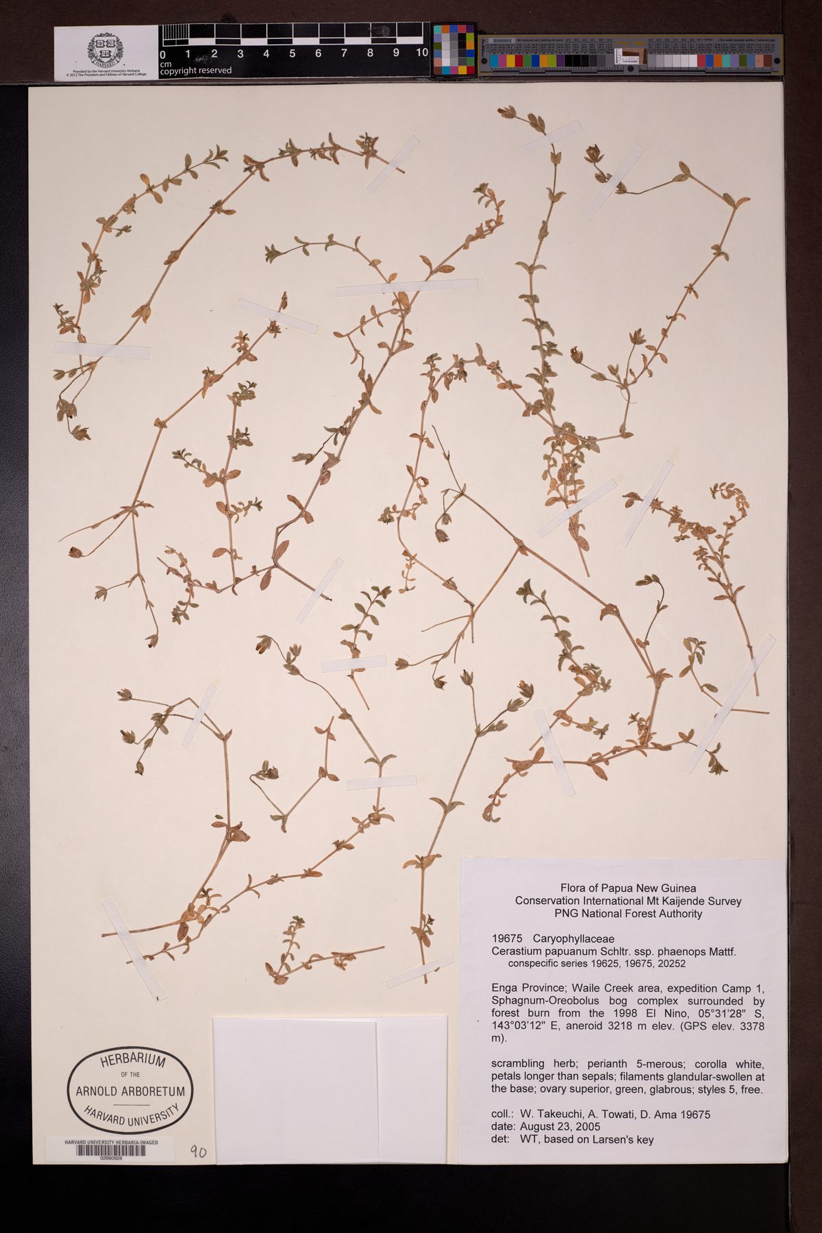Cerastium papuanum (Mouse ear chickweed) — photo