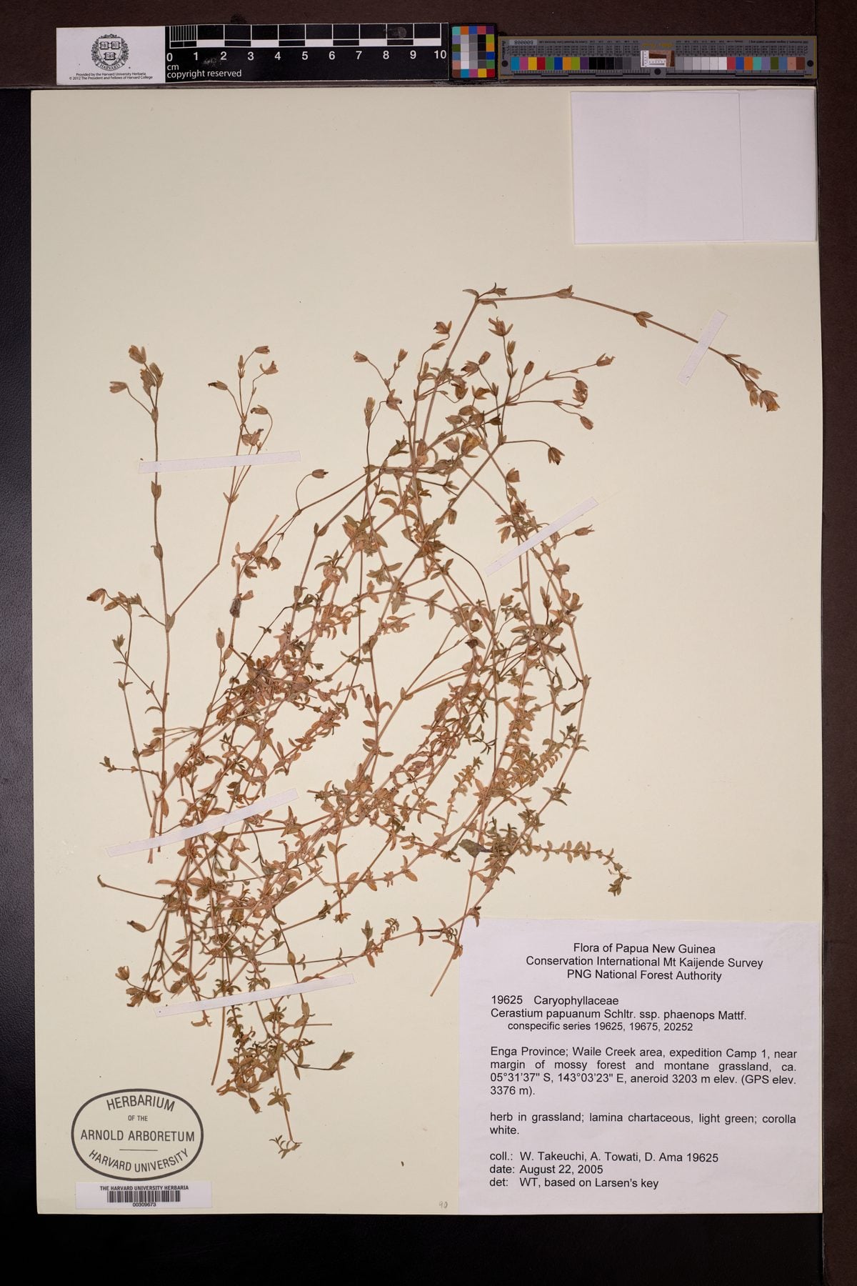 Cerastium papuanum