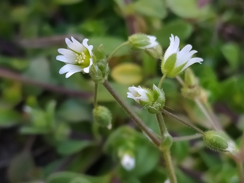 Cerastium semidecandrum (Little mouse-ear chickweed) — photo