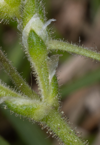 Cerastium semidecandrum (Little mouse-ear chickweed) — photo