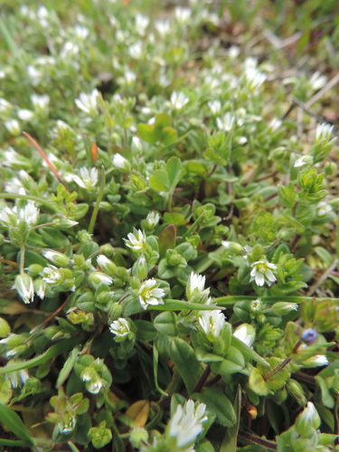 Cerastium semidecandrum