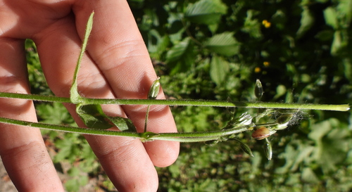 Cerastium viscosum — photo