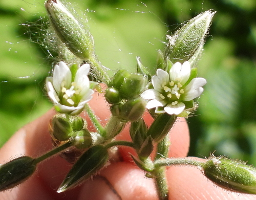 Cerastium vulgatum var. hallaisanensis