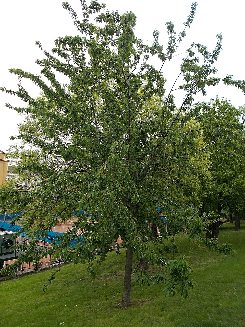 Cerasus angustifolia — photo