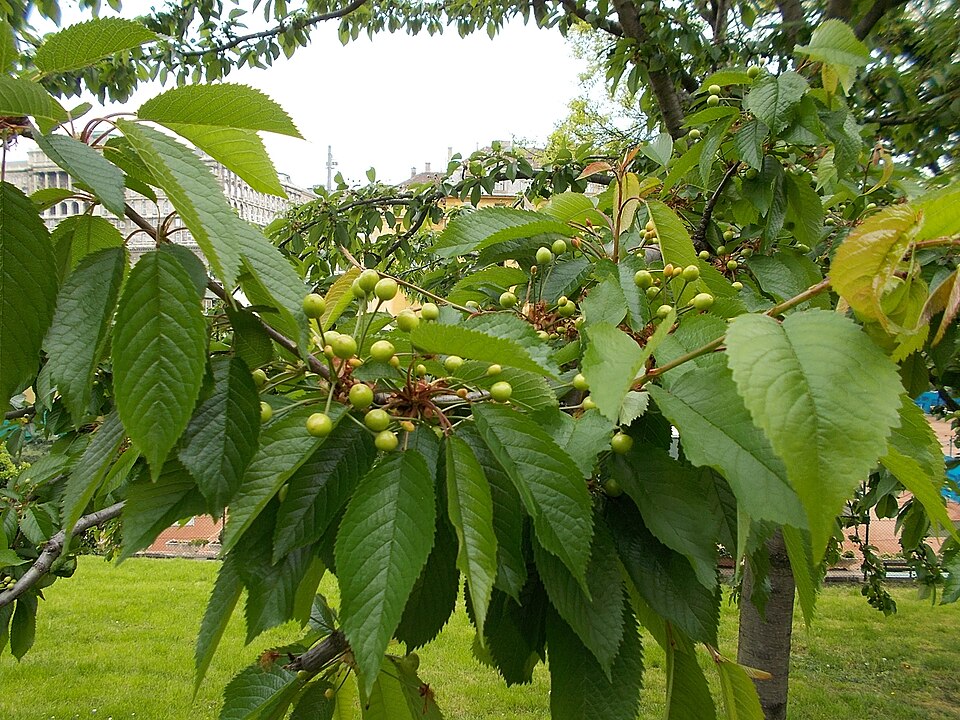Cerasus angustifolia