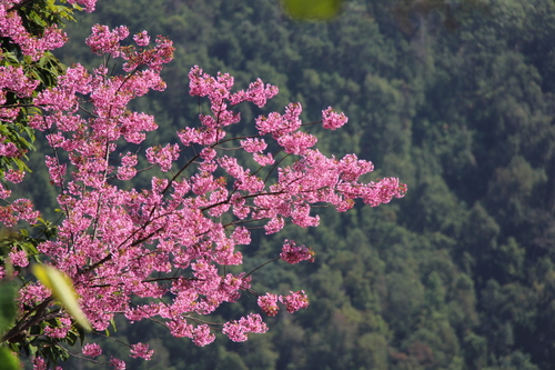 Cerasus cerasoides — photo