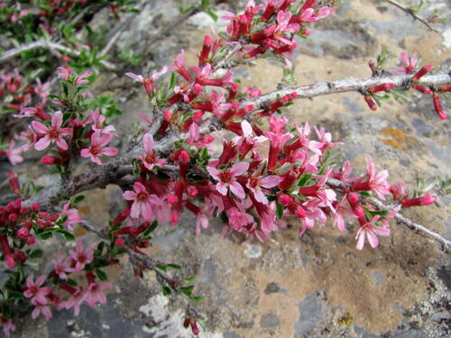 Cerasus erythrocarpa (Red-fruited cherry) — photo