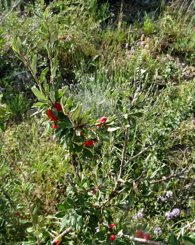 Cerasus erythrocarpa (Red-fruited cherry) — photo