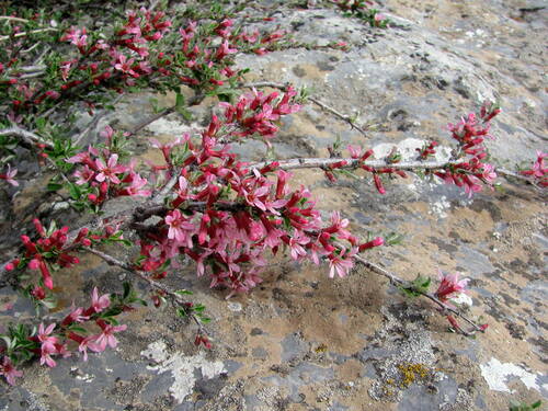 Cerasus erythrocarpa