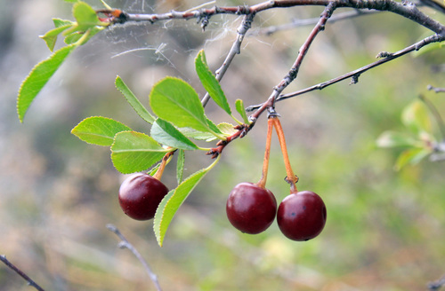 Cerasus fruticosa (Sour cherry) — photo