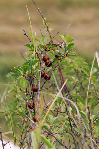 Cerasus fruticosa (Sour cherry) — photo