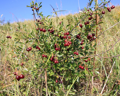 Cerasus fruticosa