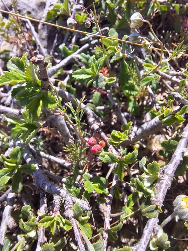 Cerasus humilis (Bush cherry) — photo