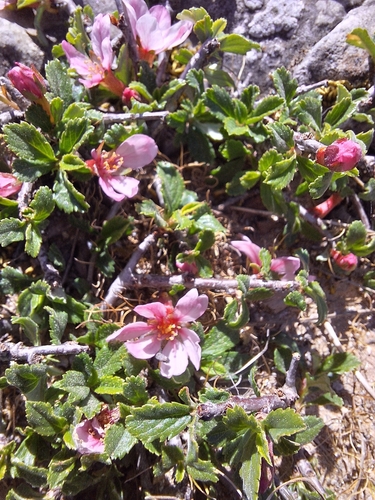 Cerasus humilis