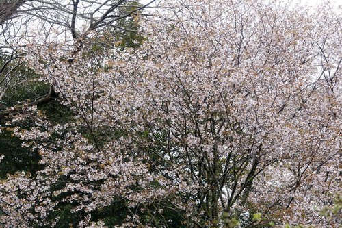 Cerasus jamasakura var. jamasakura — photo