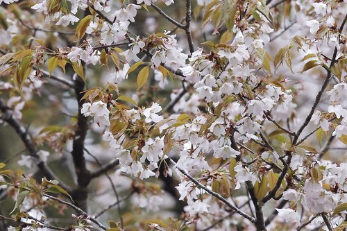 Cerasus jamasakura var. jamasakura