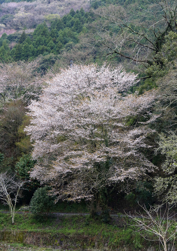 Cerasus jamasakura var. jamasakura — photo