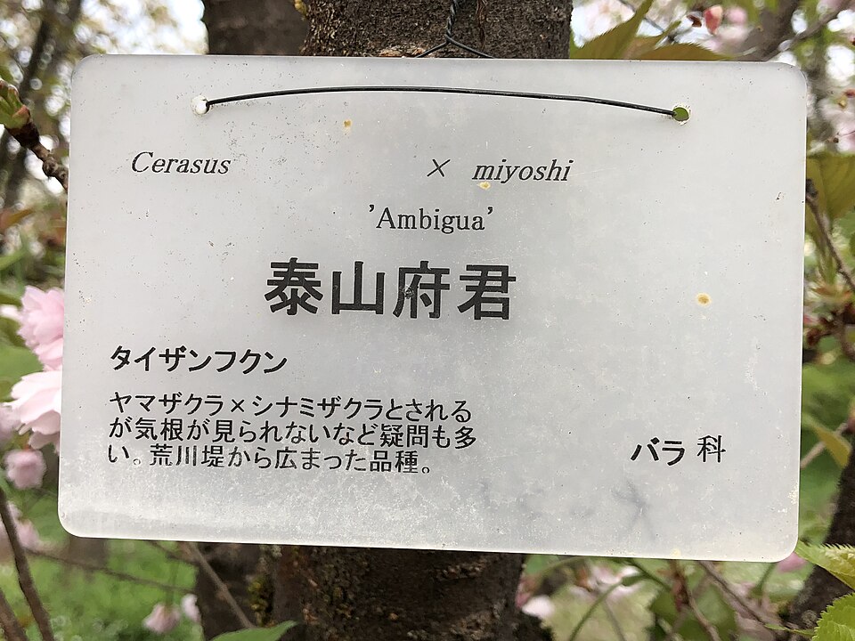 Cerasus miyoshii — photo