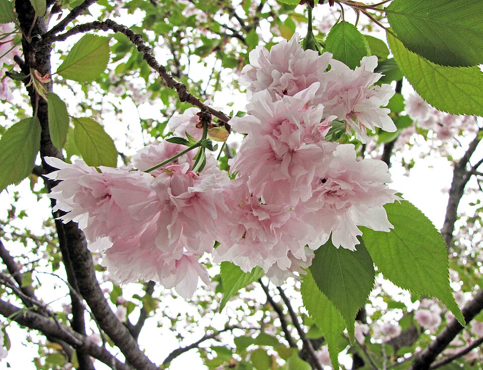 Cerasus miyoshii