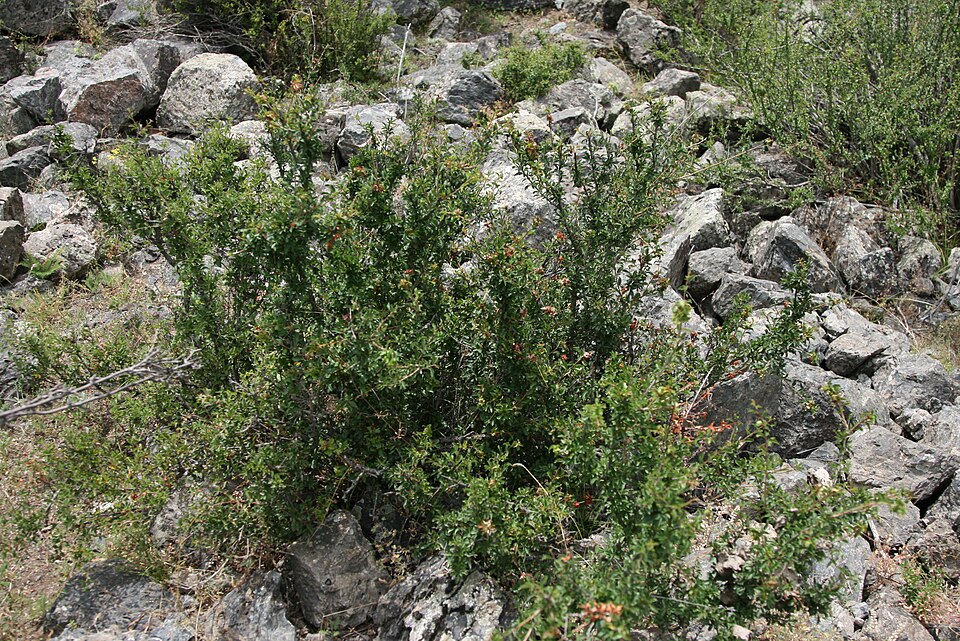 Cerasus tianshanica (Tien-shan cherry) — photo