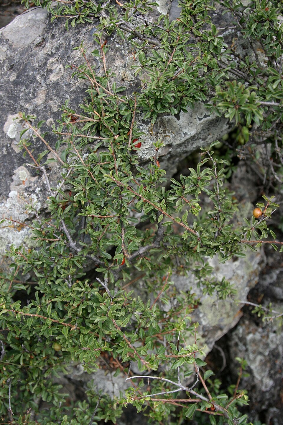 Cerasus tianshanica